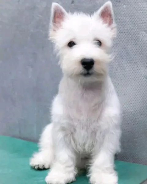 Disponibili West highland maschio e femmina