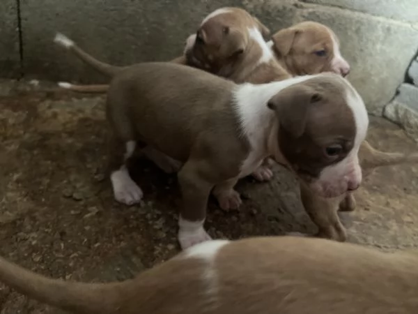 Cuccioli pitbull