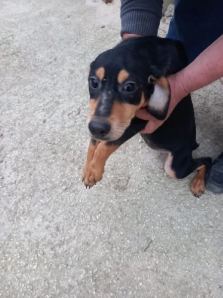Cuccioli di segugio 