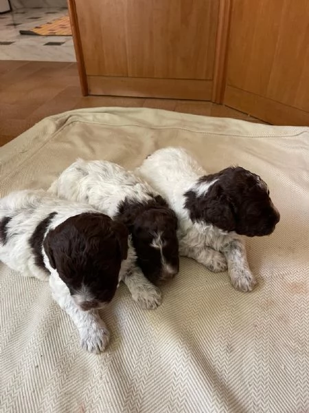 Lagotto romagnolo  | Foto 3