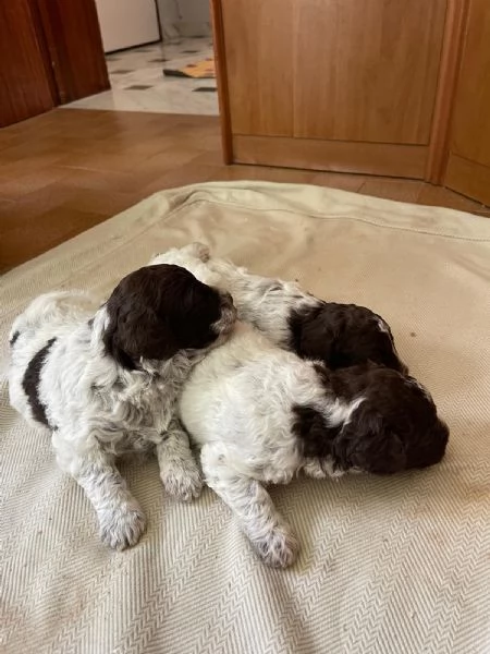 Lagotto romagnolo  | Foto 2