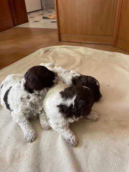 Lagotto romagnolo  | Foto 1