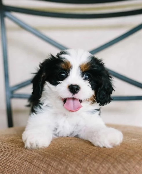 REGALO Cavalier King Charles 