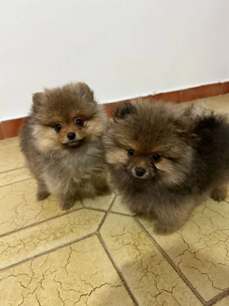 Spitz di Pomerania
