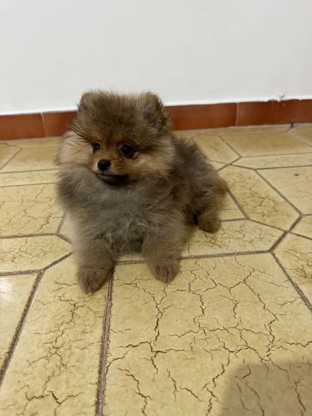 Spitz di Pomerania | Foto 3