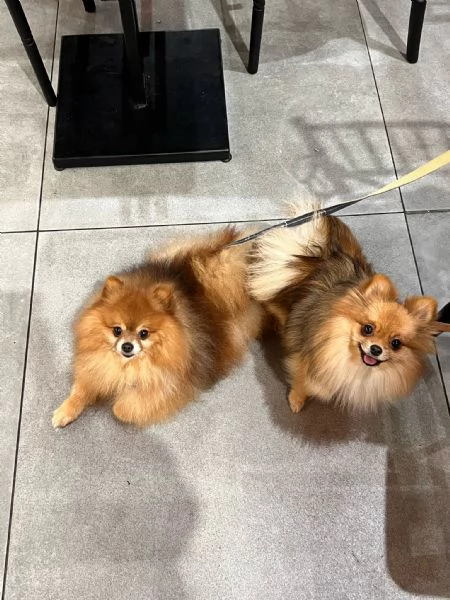 Spitz di Pomerania | Foto 0