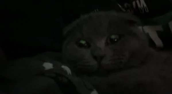 gatto scottish