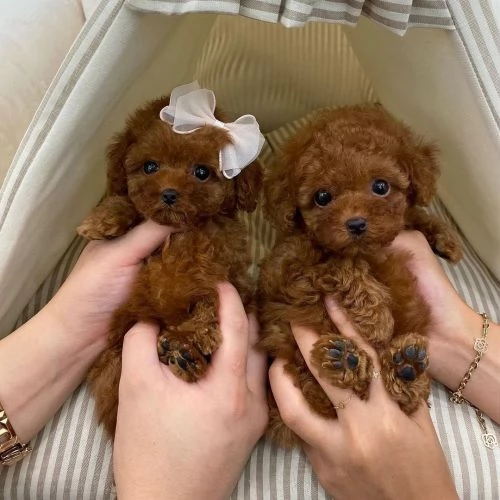 Cuccioli di Barboncino Toy