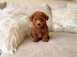 Cuccioli di Barboncino adorabili in adozione