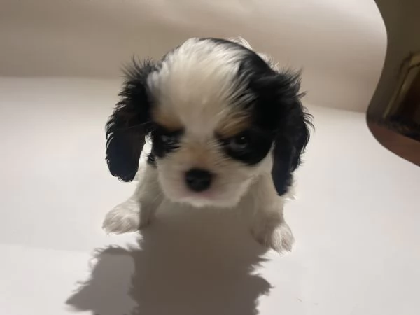 Cucciolo di Cavalier King  ENCI | Foto 3