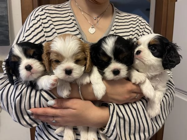 Cucciolo di Cavalier King  ENCI | Foto 2