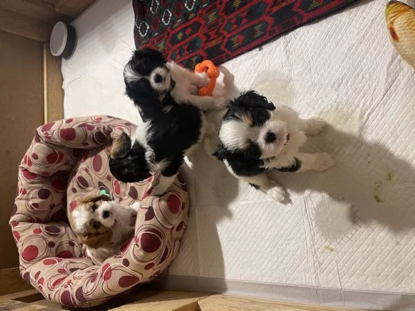 Cucciolo di Cavalier King  ENCI | Foto 1