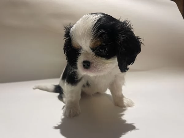 Cucciolo di Cavalier King  ENCI | Foto 0