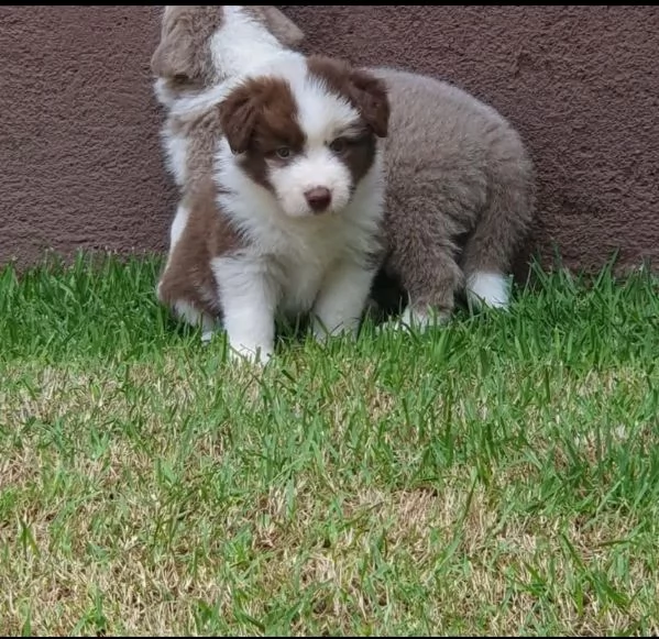 REGALO SHIBA INU FEMMINA E MASCHIO