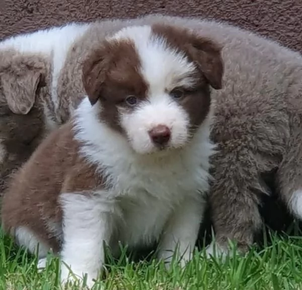 REGALO SHIBA INU FEMMINA E MASCHIO | Foto 0