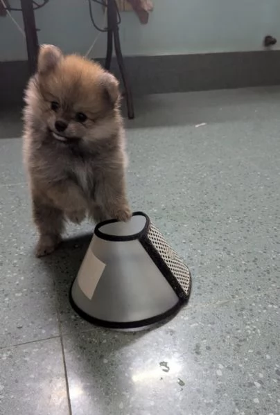 CUCCIOLO VALPINO  POMERANIAN  MINI TOY  | Foto 0