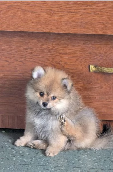 CUCCIOLO VALPINO  POMERANIAN  MINI TOY 