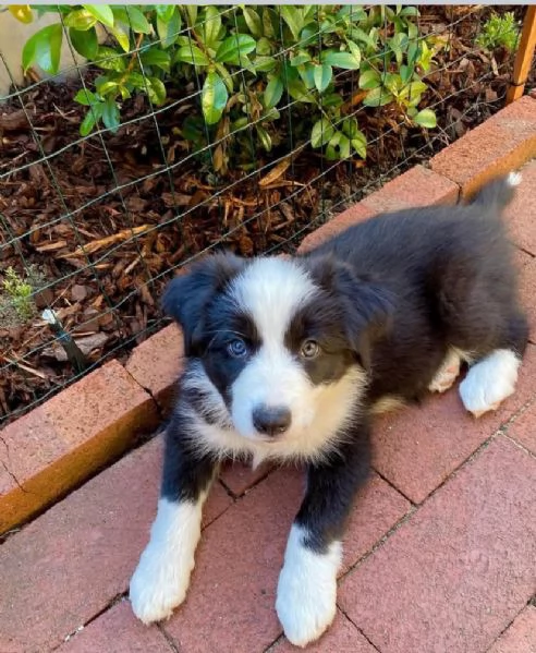 REGALO BORDER COLLIE DISPONIBILI | Foto 0