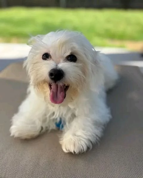 Dolce  maschio e  femminuccia di  Coton de tulear  | Foto 0