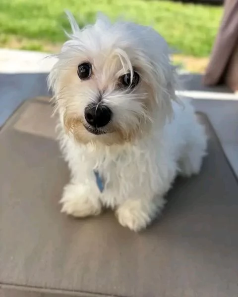 Dolce  maschio e  femminuccia di  Coton de tulear 