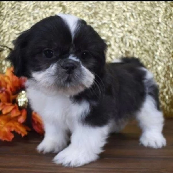 Disponibili Shih Tzu di razza pura maschio e femmina