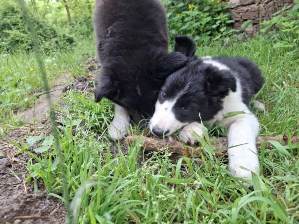 Cucciola Border Collie femmina
