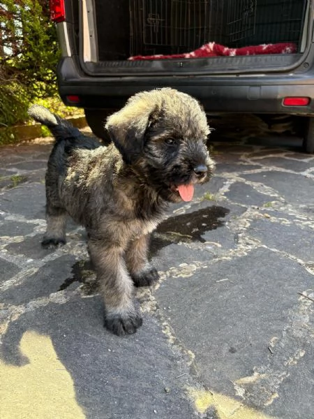 Vendita cuccioli Schnauzer  | Foto 0