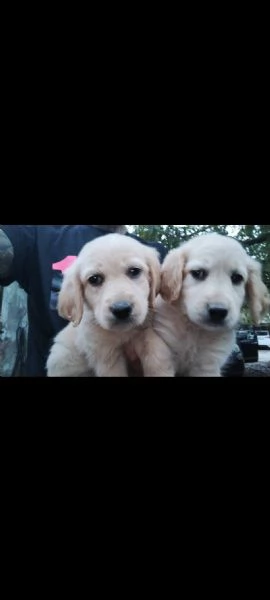 Cucciolo di Golden retriever inglese 