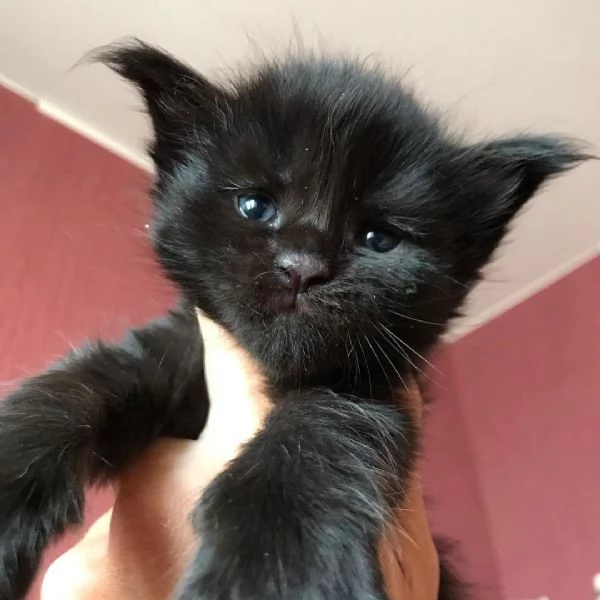 Adorabili gatti del Mainecoon