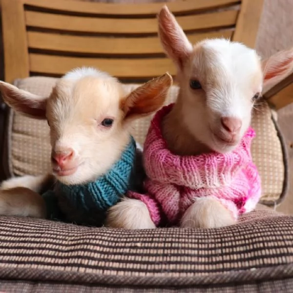 Disponibile mini mucca Highland