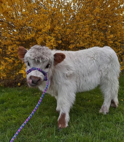 Mini mucca Highlander in vendita Disponibili maschi e femmine