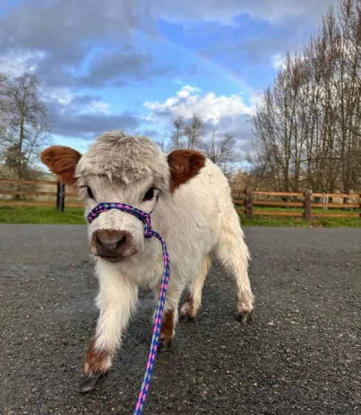 Mini mucca Highlander in vendita Disponibili maschi e femmine | Foto 0