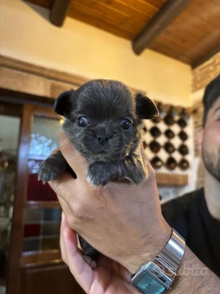 Cucciole di Chihuahua in vendita 