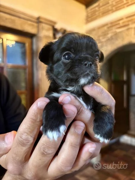 Cucciole di Chihuahua in vendita  | Foto 1