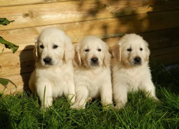 Cuccioli doro dolci e giocosi per ladozione
