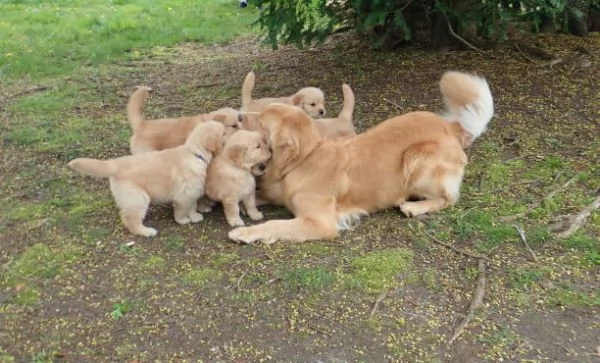 Cuccioli di Golden Retriever adorabili e carini | Foto 0