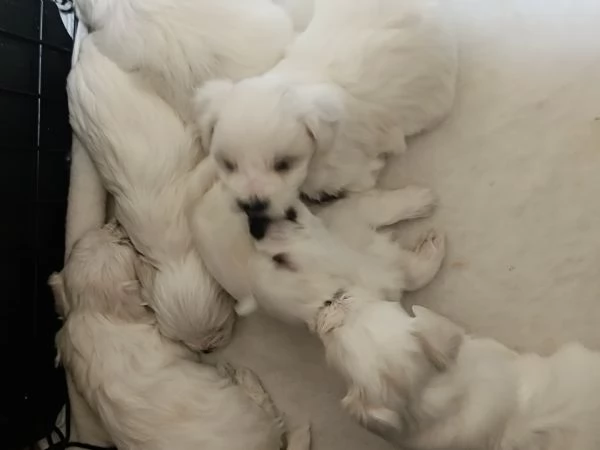 Cucciolo di Maltese  | Foto 3