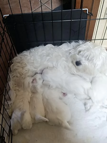 Cucciolo di Maltese  | Foto 2