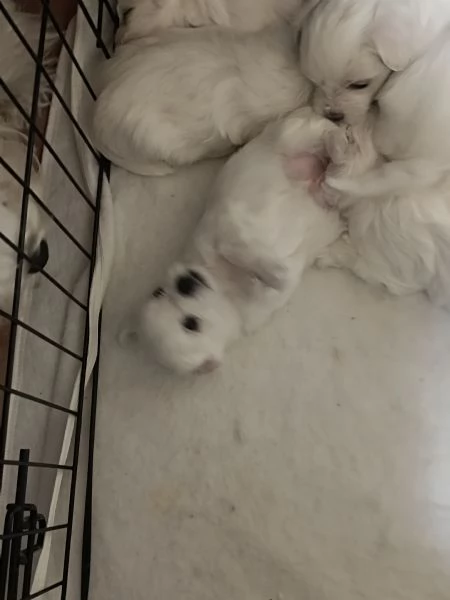 Cucciolo di Maltese  | Foto 1