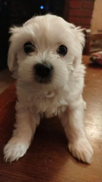 Cucciolo di Maltese  | Foto 0