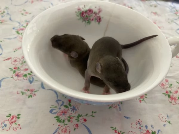 Ratto domestico | Foto 1