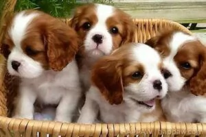 Fantastici cuccioli di Cavalier King Charles disponibili