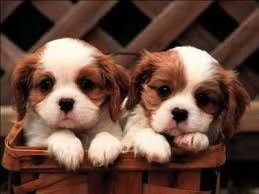 Cuccioli di Cavalier King Charles