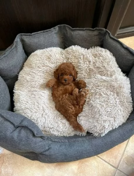 Regalo Cucciolo Barboncino mini toy  | Foto 0