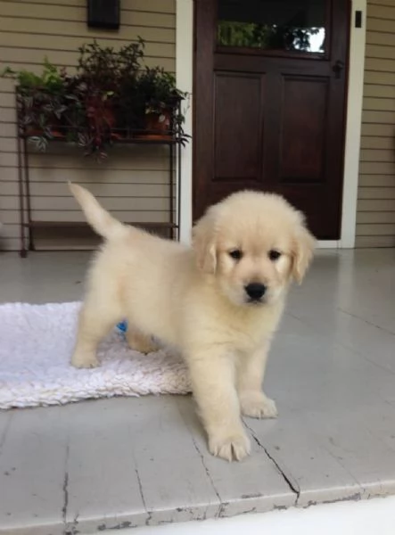 REGALO GOLDEN RETRIEVER
