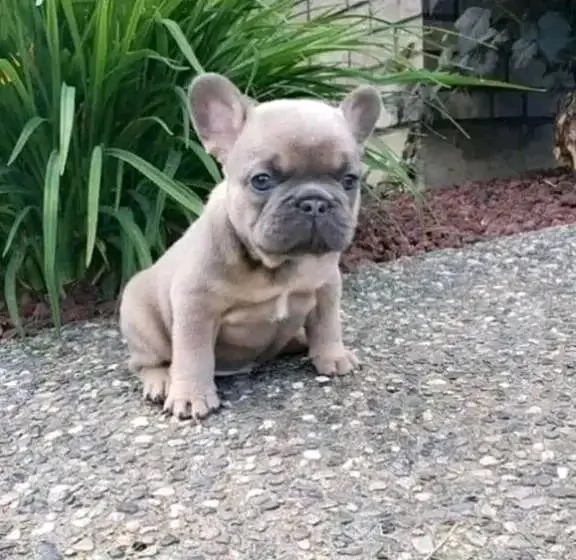 REGALO   BULLDOG 
