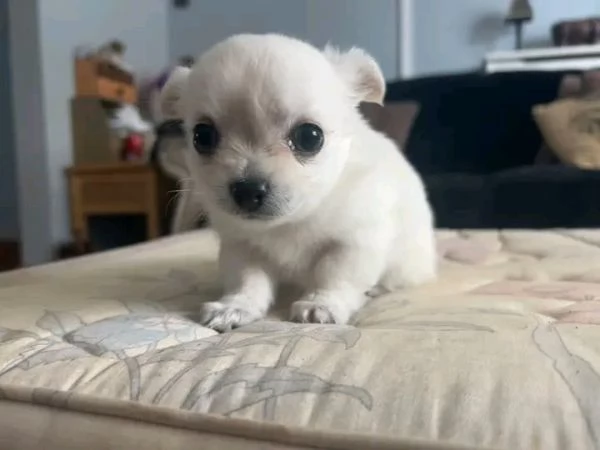REGALO   Chihuahua 