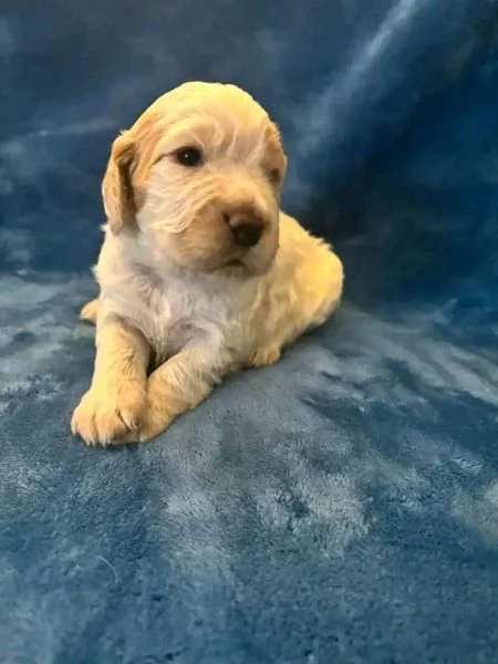 Bellissima maschio e  femminuccia di Cocker spaniel  disponibile | Foto 0