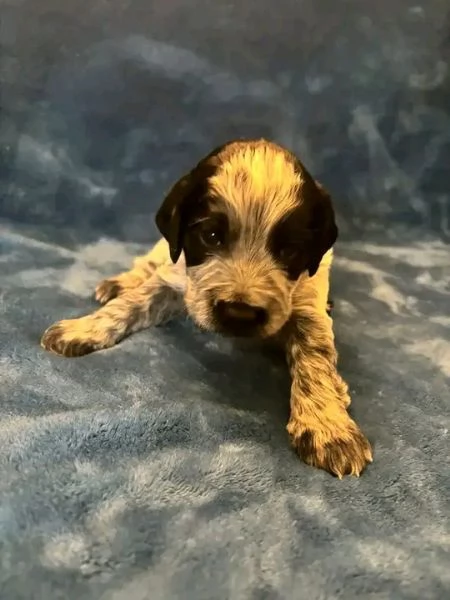 Bellissima maschio e  femminuccia di Cocker spaniel  disponibile