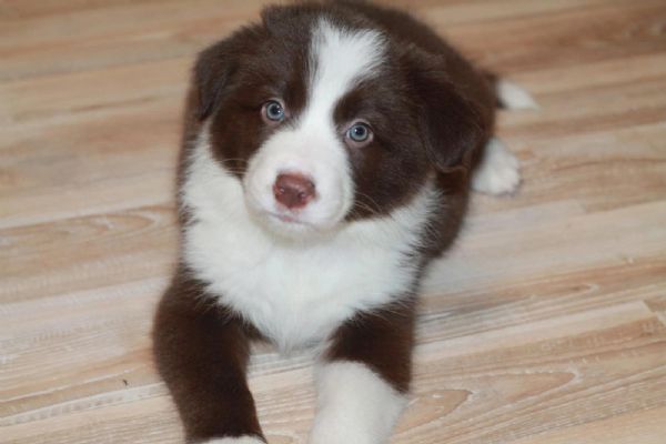Cuccioli Border Collie compagni ideali per vita attiva e affetto infinito